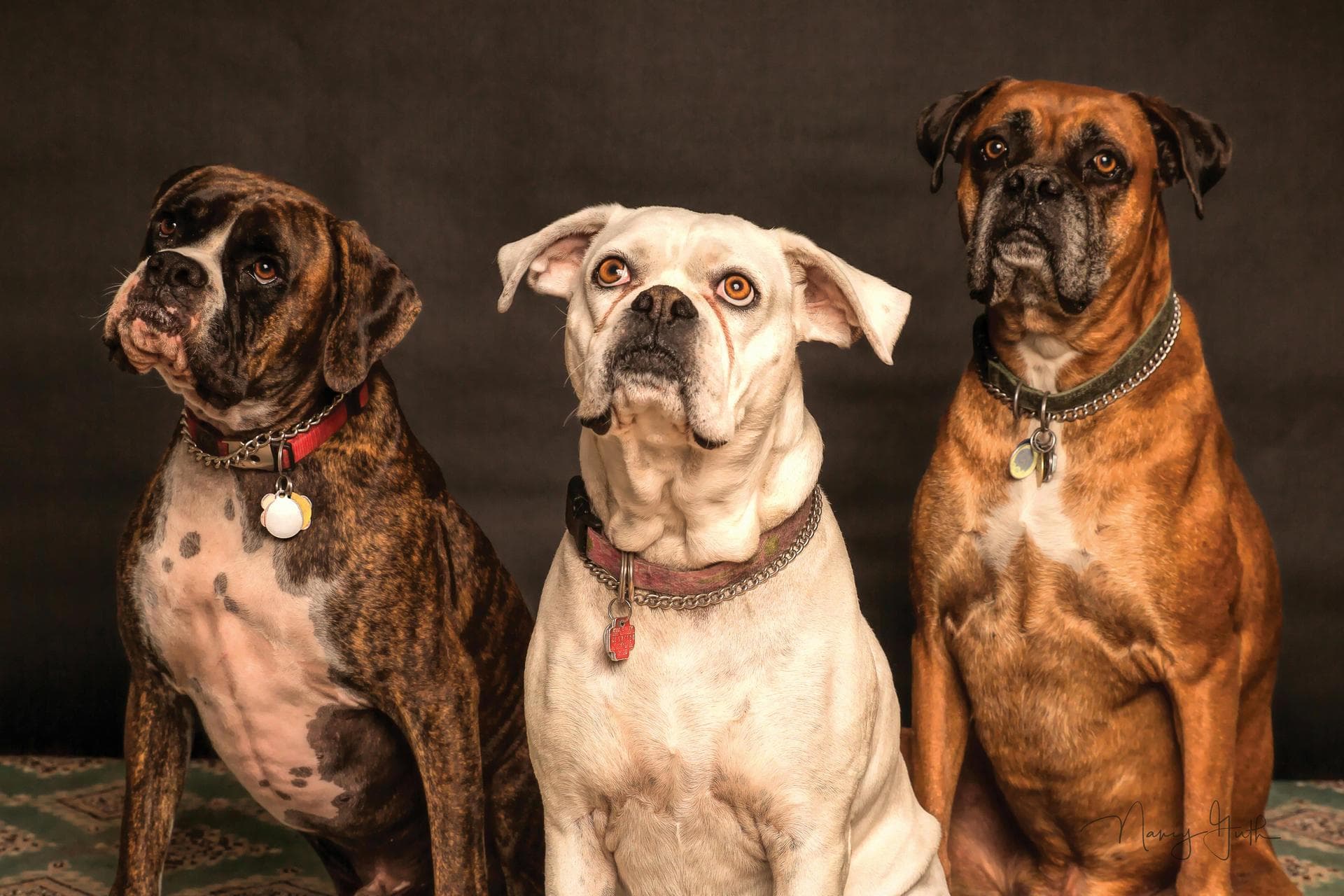 Emergency vets in Glendale