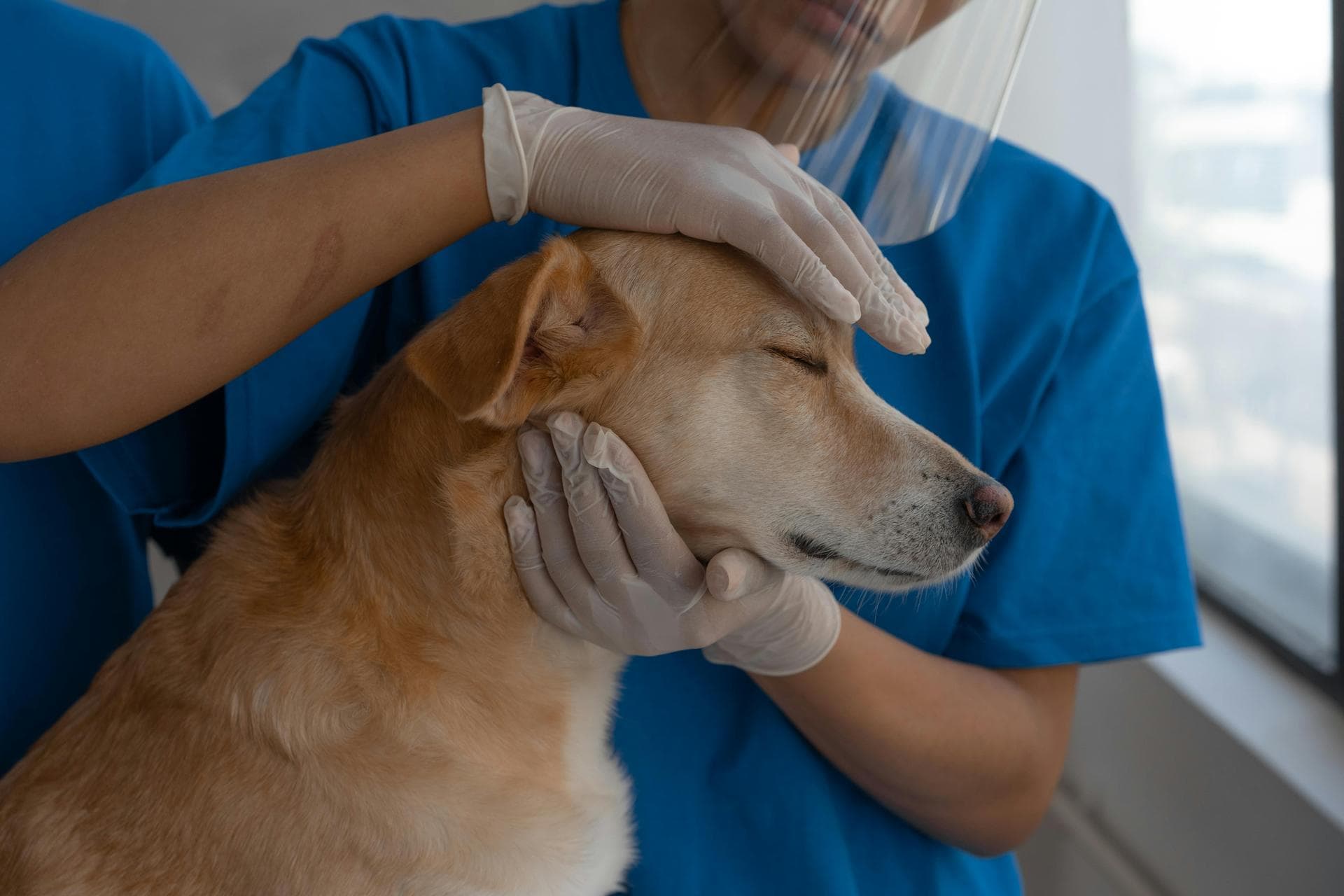 Best Vets in Glendale